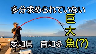 【南知多】とある大物釣りに定評のある男の早業