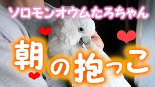 ソロモンオウムたろちゃん　朝の抱っこ始まりました❤　The season has come when cockatoo demands a morning cuddle❤