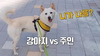 하루에 산책 최대 몇번까지 나가봤니? 강아지 vs 주인.  한쪽이 지칠때까지 산책나가기. 강아지 산책