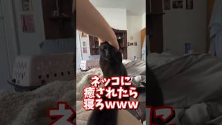 ネッコの動画で癒されたら寝ろｗｗｗ　#2ch #2ch動物スレ #2ch面白いスレ #動物 #犬 #猫 #癒やし #ねこ