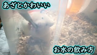 あざとかわいいお水の飲み方【キンクマハムスター】