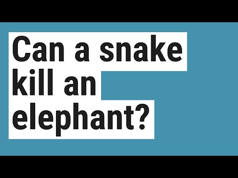 Can a snake bite kill an elephant?
