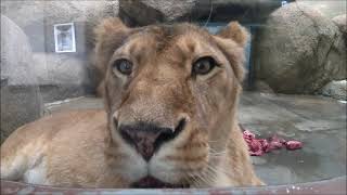 ライオン（ムール）@日本平動物園20220413