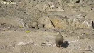 Ram Chakor of Kharmang Skardu | #ramchakor #wildanimal #birds