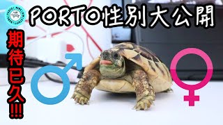 終於要公佈PORTO🐢的性別!!! ｜大家都跌破眼鏡...｜【小龜成長日記】