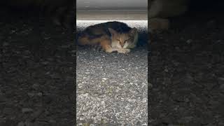 足でアイーンしながら眠る三毛猫w