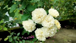 10 Nadan rose combo offer #rose #rosenursery #roseflowers #gardening #garden