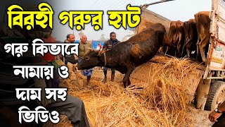 বিরহী গরুর হাট: Biggest Cow market near kolkata। Birohi Cow market।