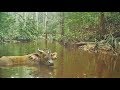 Gabon rainforest: Which wild animals triggered this trap camera (#201) set up on a creek