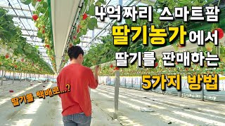 온라인 매출을 향상시킨 딸기농부의 방법은? 31살 딸기 농부의 하루 [딸기농사] 3부