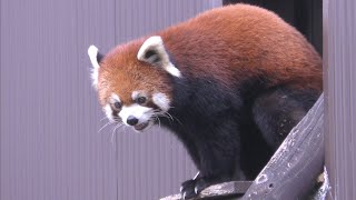 レッサーパンダ　リーファちゃん　涼しくなって活発になってきました　【のんほいパーク】Red panda Leafa-chan Toyohashi Zoo