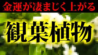 お金増える観葉植物！あなたの家にある植物の葉の形で金運が決まる