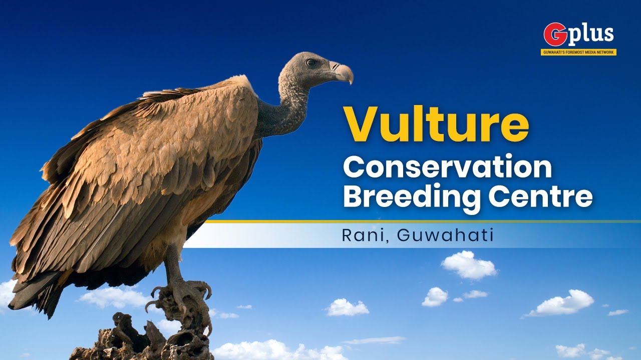 Vulture Conservation Breeding Centre, Rani | Discover Guwahati | G Plus ...