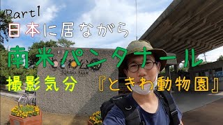 日本に居ながら南米パンタナール カピバラ撮影気分♪『ときわ動物園』　パート１　アクセス編