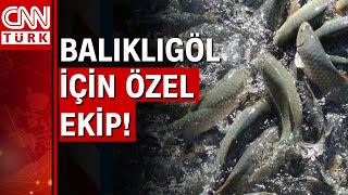 Şanlıurfa Balıklıgöl'deki balıklar tek tek inceleniyor!