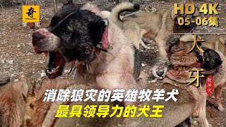 大型紀錄片【犬牙】第05-06集，消除狼災的英雄牧羊犬，最具領導力的犬王