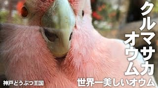 クルマサカオウムさん飛んできた【神戸どうぶつ王国】好奇心旺盛なクルマサカさん こちらに飛んできた!!