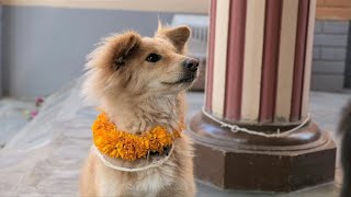 Dogs are celebrated in Nepal during Tihar festival | AFP