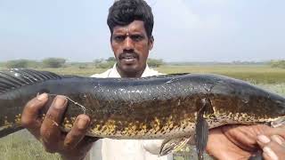 11,மணிக்கு நேர மாட்டியா படா படா பிடித்த பெரிய விரால் மீன் ,fishing 🎣 🐠, @#@#@#