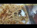 サンショウウオ飼育環境／活餌捕食動画