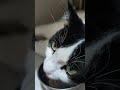 讓貓咪多喝水的方法how to make cats drink more 💦😺 cat tuxedocat 貓奴 賓士貓 貓咪喝水 喵星人