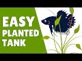 How to Set Up an Easy Betta Planted Tank | Hack My Betta Tank