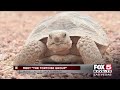 Rescue group in Las Vegas focuses only on desert tortoises