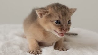 45 unique kitten meows in 35 seconds