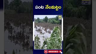 వరద ఉద్ధృతికి నీట మునిగిన పంటలు | Submerged Crops | Krishna District