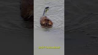 Muskrat swimming in Rideau river #ottawa #canada #cute #animal #video #viral #nature #videooftheday