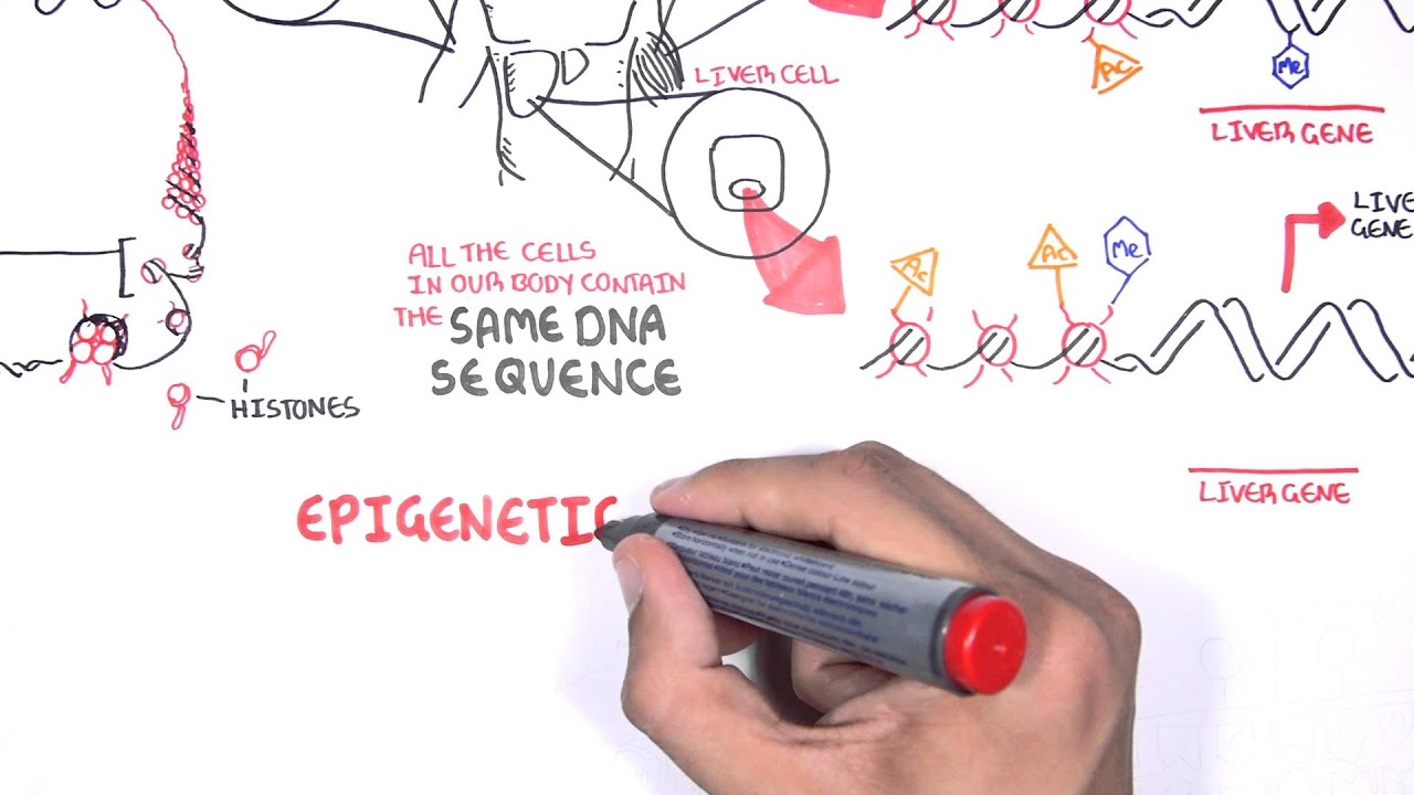 Epigenetics - An Introduction - Medical Source