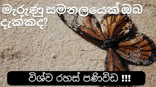 මැරුණු සමනලුන් කියන්නෙ මොනවද?🦋 spiritual meanings of dead butterfly✨️🧚