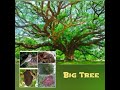 Big Tree Friends I Animals and Insects that live on Trees I