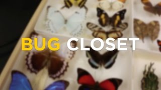 Take a Look into UCF College of Sciences' Bug Closet