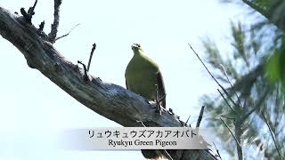 24 リュウキュウズアカアオバト鳴声