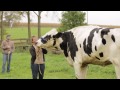 meet blosom the tallest cow ever guinness world records