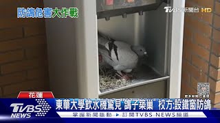 東華大學飲水機驚見「鴿子築巢」 校方:設鐵窗防鴿｜TVBS新聞 @TVBSNEWS01