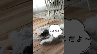 チクワとおこめのかくれんぼ（フェレット編）#shorts