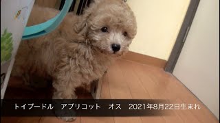 トイプードル　アプリコット　オス　2021年8月22日生まれ