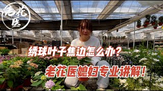 【养花必懂小知识】绣球叶子焦边干枯是怎么回事？老花医媳妇为您专业讲解！Tips and tracks for Hydrangea growing and care.