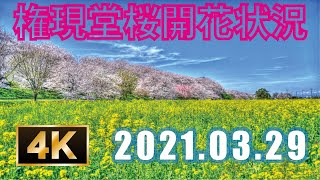 【４K 】権現堂桜開花状況 2021.03.29撮影 満開！