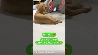 新しい遊びしてもらったけどこんな早いボール取れないでしゅ😭ミニチュアダックスフンド❤️パピー犬🐶#shorts