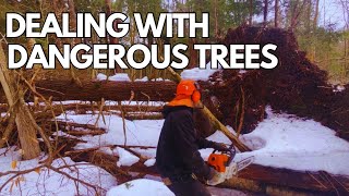 Dealing with more dangerous trees #logging