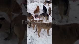 غذارسانی به سگ های بی سرپناه Feeding homeless dogs #حیوانات #animal #dog #سگ