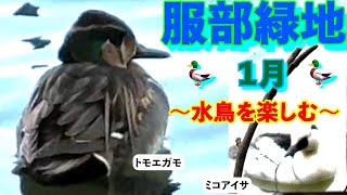 【服部緑地】１月　水鳥楽しむ　のんびりバードウォッチング　トモエガモ・ミコアイサ