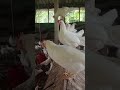 white leghorn hens hens natural poultry farming 2025