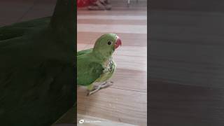 Cutest Parrot In The World| #shorts #viral #song #pets #music #parrot #cute #bollywood #love #music