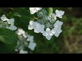 秋田県『 一眼カメラで撮るあきたの風景 』～北秋田市 鷹巣中央公園 紫陽花 ～ akiak【 virtual japan countryside 】fx3