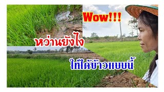 หว่านต้มข้าวนาปีงามแบบนี้นี่เอง | หว่านข้าวนาปีอย่างไรให้งามอย่างนี้ | สดชื่นหนี covid ไปนาดีกว่า