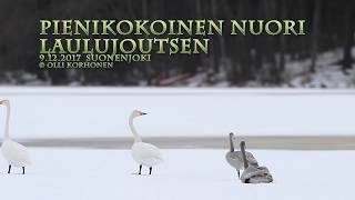 Minijoutsen - Pienikokoinen nuori laulujoutsen